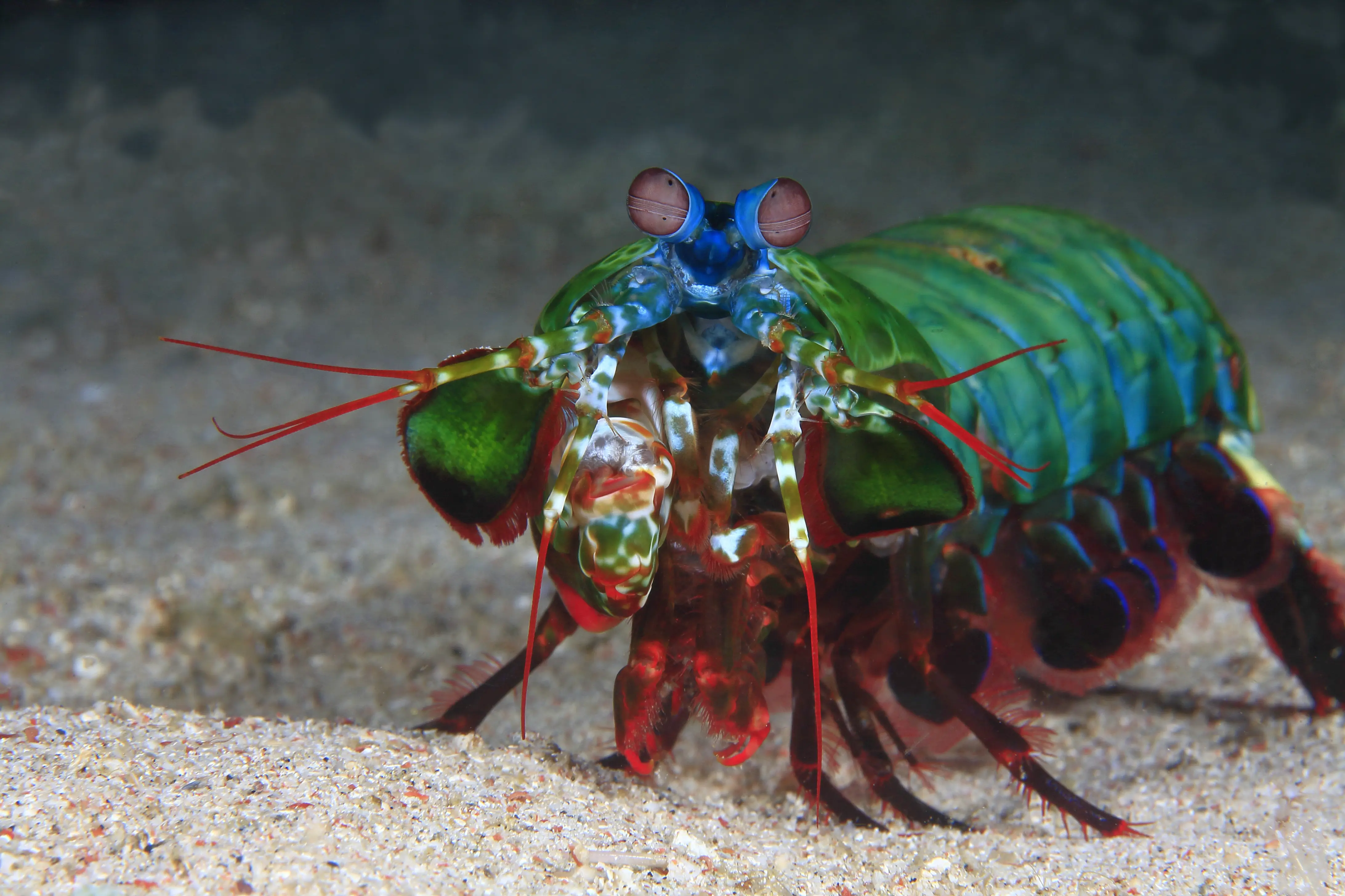 Anilao Macro Dive Media Highlight